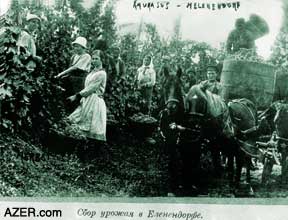 Vineyards in Helenendorf that were cultivated by the Germans who fled the aftermath of the Napoleonic wars and settled in northwestern Azerbaijan. Photo: Azerbaijan National Photo Archives.